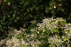 Vateria indica